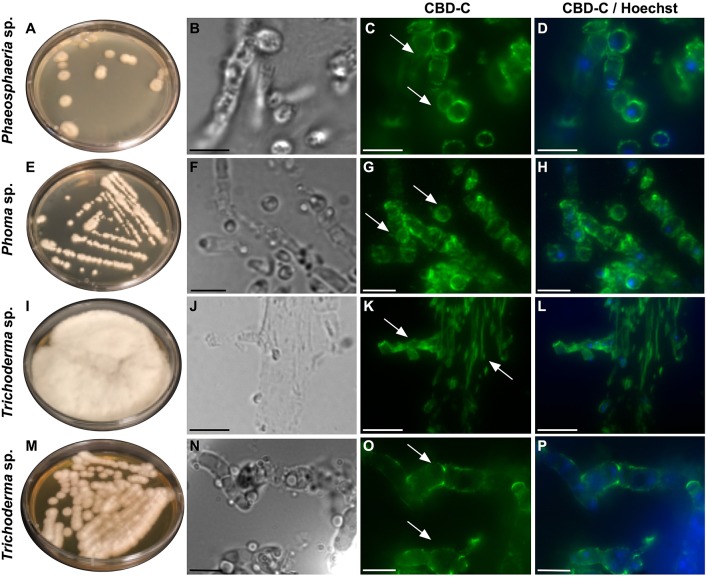 Immunofluorescence with the Fc-CBD-C probe on fungal sections. Fungal species, including Phaeosphaeria sp., Phoma sp., and Trichoderma spp., were isolated from the Ciona gut and grown on YPD agar plates (A,E,I,M). Immunofluorescent staining, using the Fc-CBD-C probe, on OCT-embedded and cryo-sectioned fungal isolates, indicates that chitin molecules are distributed in the whole cell walls of these fungi (C,G,K,O, arrows). (B,F,J,N) are brightfield images of fungal sections; (D,H,L,P) represent merged images of the Fc-CBD-C probe (green) and nuclear staining with Hoechst (blue). Scale bars: (B–D,J–L), 10 μm; (F–H,N–P), 5 μm.