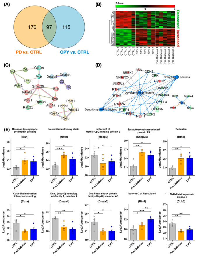 (A) Venn diagram highlighting commonly altered proteins between pre-diabetes (PD vs. CTRL) and chlorpyrifos exposure (CPY vs. CTRL). A total of 97 proteins were commonly altered between the two conditions, while 170 were unique to pre-diabetes, and 115 were unique to chlorpyrifos exposure. (B) Hierarchically clustered heatmap displaying the expression of the 97 proteins commonly altered between pre-diabetes and chlorpyrifos exposure. Blue and orange highlight predict inhibition and activation, respectively. Blue lines indicate a change in the detected molecule leading to an inhibition of the pathway, while orange lines represent activation of the pathway. Grey lines represent an uncertain direction of change. (C) Protein–protein interaction analysis using the STRING database for the 97 commonly altered proteins. (D) IPA of the 97 commonly altered proteins predicted inhibition of neuronal development and branching, dendritic growth and branching, as well as ACHE activity. (E) Representative boxplots for proteins commonly altered in CPY exposure and Pre-diabetes.* Indicates p–value < 0.05, ** indicates p–value < 0.01, and *** indicates p–value < 0.001.