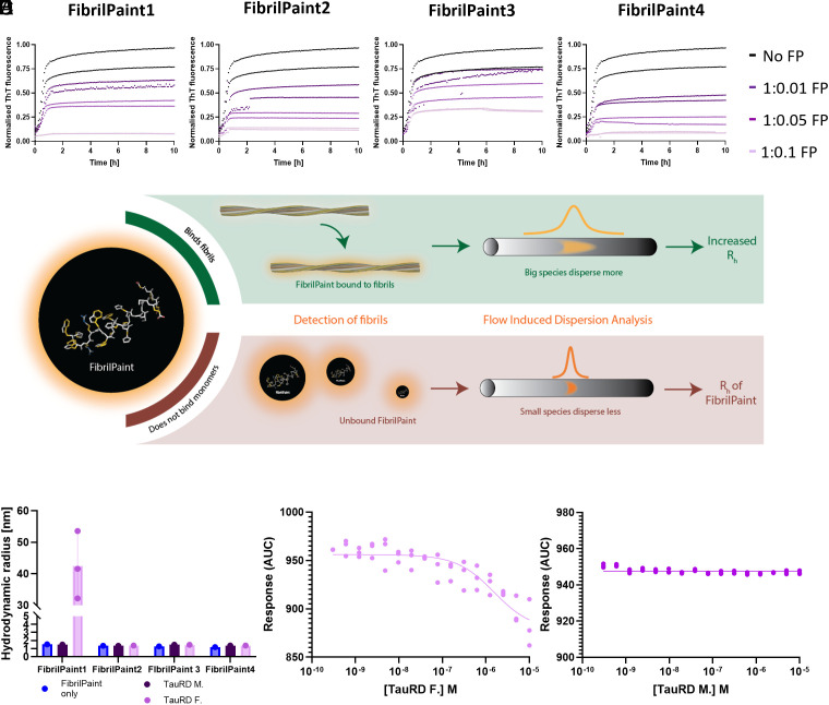 FibrilPaint1 is a specific label for protein fibrils. (A) Representative figure of ThT assays with 20 μM TauRD aggregation and titration of 2 to 0.2 to 0.02 µM FibrilPaint1, FibrilPaint2, FibrilPaint3, or FibrilPaint4 (Left to Right). All peptides lower the end-plateau in a dose-dependent manner. Triplicates are shown. N = 3 (B) Schematic of FibrilPaint binding to fibrils with Flow Induced Dispersion Analysis (FIDA). If a FibrilPaint binds, this leads to a bigger species, which disperses more in FIDA, leading to an increase in the perceived Rh (green box). If there is no binding, the Rh remains the same as the Rh of FibrilPaint only (red box). (C) Results FIDA of FibrilPaint binding to monomeric or fibrillar TauRD. Average of N = 3 shown. (D) Binding curve of FibrilPaint1 with titrated TauRD fibrils (N = 3, Kd 1.6E−6), or (E) monomers N = 3 (N = 3, Kd > 1E−5). (FibrilPaint peptide only, blue; TauRD monomers, dark purple; TauRD fibrils, light purple).