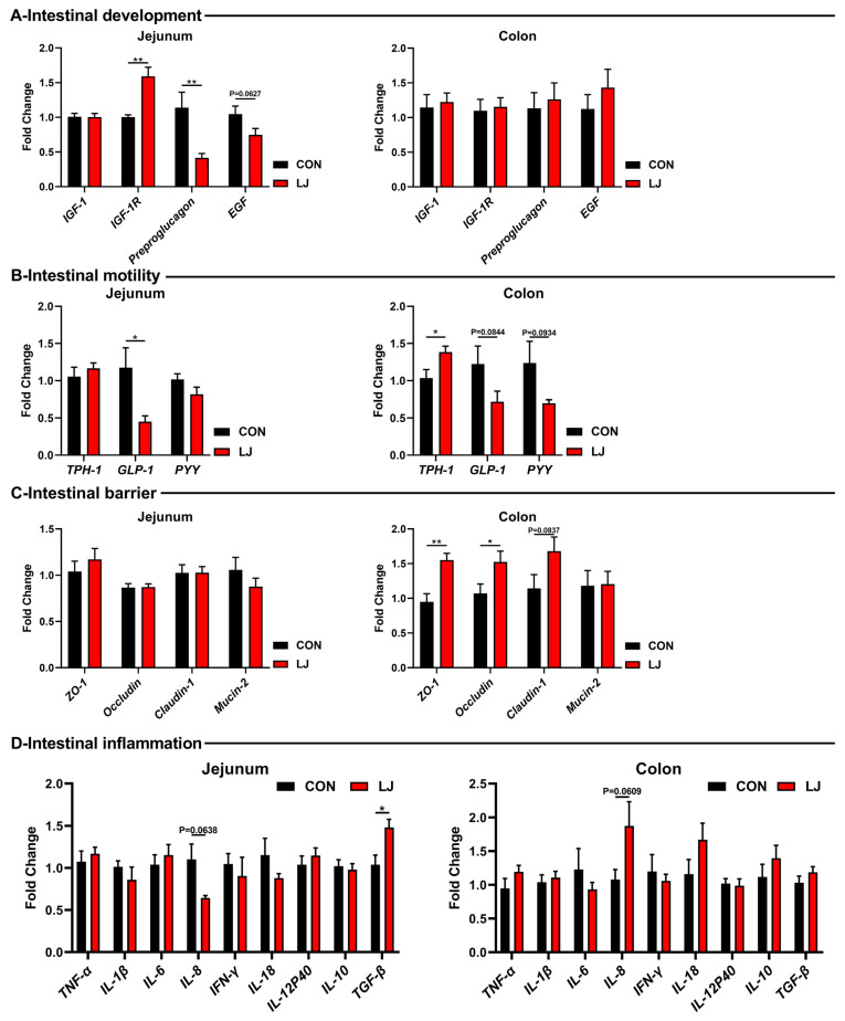 Effect of dietary L. johnsonii on the expressions of intestinal health-related genes. (A) Intestinal development-related gene expression in jejunum and colon; (B) Intestinal motility-related gene expression in jejunum and colon; (C) Intestinal barrier-related gene expression in jejunum and colon; (D) Intestinal inflammation-related gene expression in jejunum and colon. Values are presented as the means ± SEM. *, p < 0.05, **, p < 0.01.