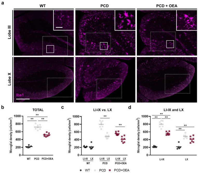 Effect of OEA on microglial density in the cerebellum (total and per lobe). (a) Immunolabeling for Iba1 (magenta) showing microglial cells in lobe III (as a representation of lobes I to IX) and lobe X of the cerebellar vermis of WT, PCD, and OEA-treated PCD mice at P30. Note the difference in microglial cell morphology in the zoom inset: branched in WT mice and hypertrophied/globose in PCD mice, regardless of treatment. Solid boxes show zoom inset region and dotted boxes show the position at which micrographs of Figure 3a were taken. (b–d) Quantification of the effect of OEA on total (b) and per lobe (c,d) microglial density; note that OEA treatment decreases the density of Iba1-positive cells in PCD mice when both whole cerebellar vermis and LI to IX are analyzed. Moreover, in contrast to WT mice, an increase in the density of Iba1-positive cells is found in LI to IX compared to LX in both PCD groups. n = 5–7 animals per experimental group. One-way ANOVA followed by Bonferroni’s post hoc test for (b,d); and Student’s t test for (c). ** p < 0.01 (specific p-values for multiple comparisons in Table 2). Scale bar: 100 µm, 20 µm (zoom insets). Adapted from [47].