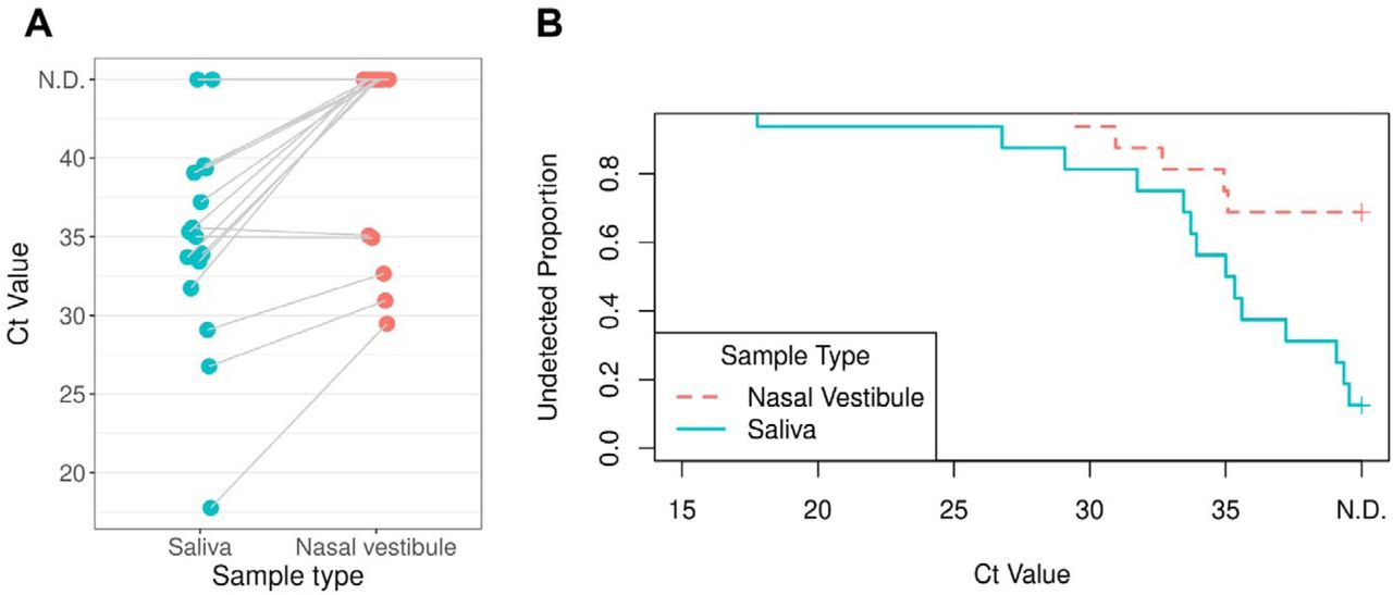 Ct values obtained by reverse transcription quantitative PCR (RT-qPCR) among different sample types.(A) Comparison of Ct values obtained by reverse RT-qPCR among different sample types. (B) Comparison of the proportion of undetected samples between saliva and nasal vestibule samples using Kaplan–Meier analysis.Undetected samples were treated as right-censored at Ct=40.Blue and pink circles/lines represent saliva and nasal vestibular samples, respectively. N.D.; not detected (no detectable amplification).