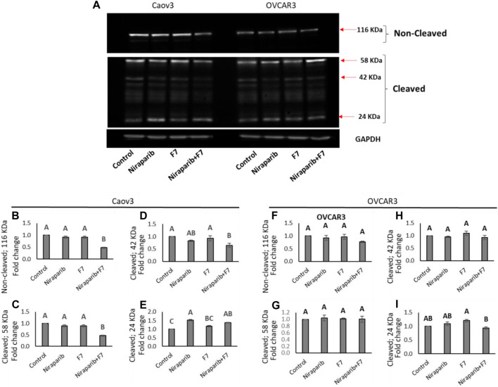 Detection of intact and cleaved PARP1 proteins in Caov3 and OVCAR3 cell lines following niraparib (6 and 25 μg/mL), F7 (17.5 and 20 μg/mL, respectively) and niraparib + F7 (6 + 17.5 μg/mL and 25 + 20 μg/mL, respectively) treatments for 48 h. Doses of treatments are based on (Shalev et al., 2022). (A) Representative example of Western blot for PARP1. Intact PARP1 protein and cleaved PARP1 are marked. 1, vehicle control; 2, niraparib; 3, F7; 4, niraparib + F7. GAPDH loading control intensity was similar in all treatments and control. (B–E) Quantification of PARP1 non-cleaved and PARP1 cleaved protein bands intensity in the Caov3 cell line (F–I) Quantification of PARP1 non-cleaved and PARP1 cleaved protein bands intensity in the OVCAR3 cell line. Spot intensities were quantified using the software ImageJ (version 1.53a). Error bars indicate ± standard error (n = 2 biological replicated and 2 technical replicated). One-way ANOVA was performed and means without a common letter denote expression levels that are significantly different by the Tukey-Kramer honest significant difference (HSD; p ≤ 0.05). In Supplementary Figures S11–S13 are pictures of the Western blot gels.