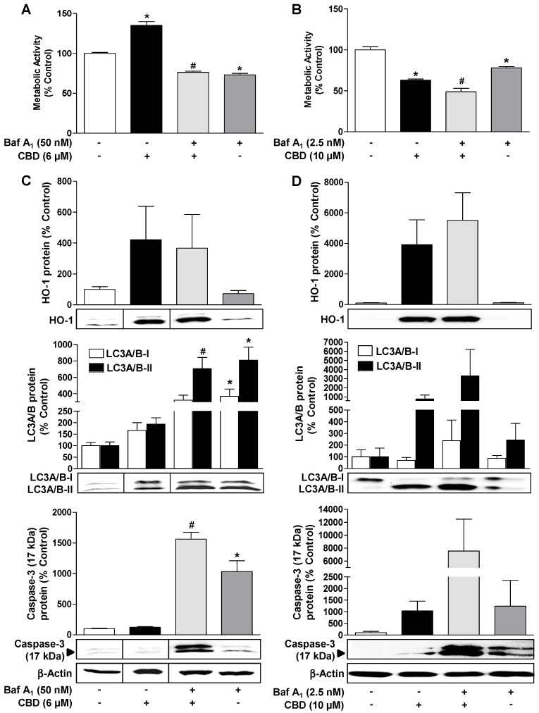 Inhibition of CBD-induced autophagy leads to increased apoptosis and loss of viability of HUVEC. Influence of bafilomycin A1, an inhibitor of autophagic flux, on CBD effects on viability (A,B), HO-1 expression (C,D, upper blots), LC3A/B-I/II expression (C,D, middle blots), and caspase-3 cleavage (C,D, lower blots) in HUVEC. The cells were pre-incubated with 50 nM (A,C) or 2.5 nM (B,D) bafilomycin A1 (Baf A1) for 30 min and then further co-incubated with 6 µM (A,C) or 10 µM CBD (B,D) for another 24 h. Expression values were normalized to β-actin. The vertical black lines inside the boxes of some blots (C) indicate that the lanes in between have been removed, so here too, signals from protein samples loaded onto the same gel were compared. The actin blots shown in C and D were used as controls for the 3 blots shown above, since the proteins analyzed in these Western blottings were resolved on the same gel. Percent control represents comparison with vehicle-treated cells (100%). Values are means ± SEM of n = 4 (A,B), n = 6 (C, upper blots), n = 7 (C, middle and lower blots) or n = 3 (D) experiments. The values for blots were determined by densitometric analysis. Representative blots are shown. * p < 0.05 vs. corresponding vehicle control, # p < 0.05 vs. corresponding CBD-treated group; one-way ANOVA with Bonferroni´s post hoc test.
