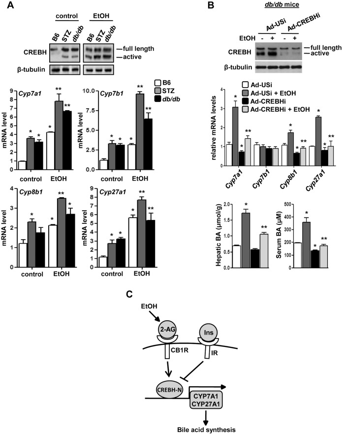 Crebh knockdown restores bile acid homeostasis in alcohol-exposed insulin-resistant mice model.(A) B6, STZ-treated and db/db mice (n = 4–5) were treated with EtOH as indicated. Liver tissues were obtained and protein and total RNA was extracted for western blot and qPCR analyses, respectively. *p<0.01 vs. B6 control group, **p<0.01 vs. STZ-treated and db/db group. (B) db/db mice (n = 5) were infected with the indicated adenoviruses for 96 hrs followed by treatment with EtOH. Liver tissues were obtained, protein and total RNA was extracted for western blot and qPCR analyses, respectively. Liver tissues and serum were further utilized for total bile acid measurement. *p<0.01 vs. Ad-USi group, **p<0.01 vs. Ad-USi+EtOH group. Data (A-B) represents mean ± SE. (C) Proposed model for the regulation of hepatic bile acid homeostasis by acute alcohol exposure via CB1R and CREBH. Acute alcohol exposure and endocannabinoid signaling induce Crebh gene expression and generates active Crebh (CREBH-N). Active Crebh regulates the expression of Cyp7a1 and Cyp27a1 directly and that of Cyp7b1 and Cyp8b1 indirectly, which leads to elevated hepatic bile acid concentrations. This, in turn, causes liver injury. On the other hand, insulin receptor signaling maintains bile acid homeostasis via inhibition of Crebh gene expression and activity.