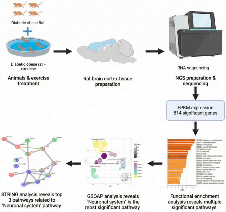 Workflow for identifying exercise-trained genes in cortex. Schematic overview of experimental design, RNA-seq analysis, and functional enrichment pipeline leading to pathway identification.