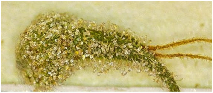 High-magnification microscopic image of glandular stalked capitate trichomes on the surface of bracts from a dried female Cannabis sativa L. inflorescence.