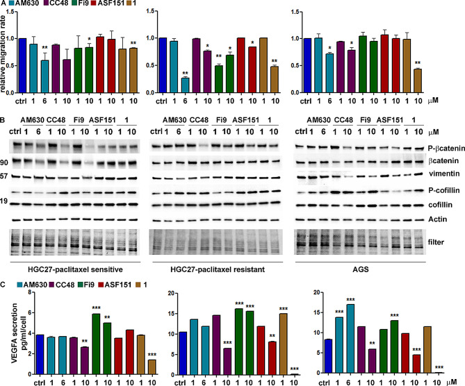 Effects of CB2R ligands on inhibition of cell migration and VEGFA secretion. A) Scratch assay evaluated on HGC27-S/R and AGS treated with 1 and 6 µM AM630 and 1 and 10 µM CC48, Fi9, ASF151 and 1. Cells were microscopically analyzed at the time of scratching (T0) and after 24 h (T1). The relative migration rate was calculated by placing the percentage migration of control cells at time T1 equal to 1 and comparing the percentage migration of cells after each drug treatment with this value. The experiments were performed in triples and the average SD values were plotted in the relative graph. *p < 0,05; **p < 0,01; B) Representative western blotting analyses performed in HGC27- S/R and AGS cells regarding the expression of P-βcatenin/βcatenin, vimentin and P-cofillin/cofillin. Actin was used as a normalization of the protein extracts; C) Effects of CB2R ligands on VEGFA/VEGFC secretion. The ELISA assay was assessed on HGC27-S/R and AGS treated with 1 and 6 µM AM630 and 1 and 10 µM CC48, Fi9, ASF151 and 1. The concentration of VEGFA was determined in the medium and normalized for the cell number. The values ± SD, obtained from three independent experiments expressed as pg/mL were shown in the relative graphs.**p < 0,01; ***p < 0,001