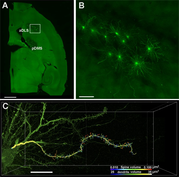 Dorsal striatum MSN 3D dendritic spine reconstruction.(A) Fluorescence panoramic image of a horizontal encephalic section showing anterior dorsolateral striatum (aDLS) and posterior dorsomedial striatum (pDMS) neurons injected with LY. (B) Confocal microscopy projection showing a higher magnification of aDLS MSNs boxed in A. (C) 3D reconstruction of dendrite and spines using Imaris Filament Tracer software (Imaris 7.6, Bitplane AG, Zurich, Switzerland). Bars represent 500 μm in A, 100 μm in B, and 10 μm in C.