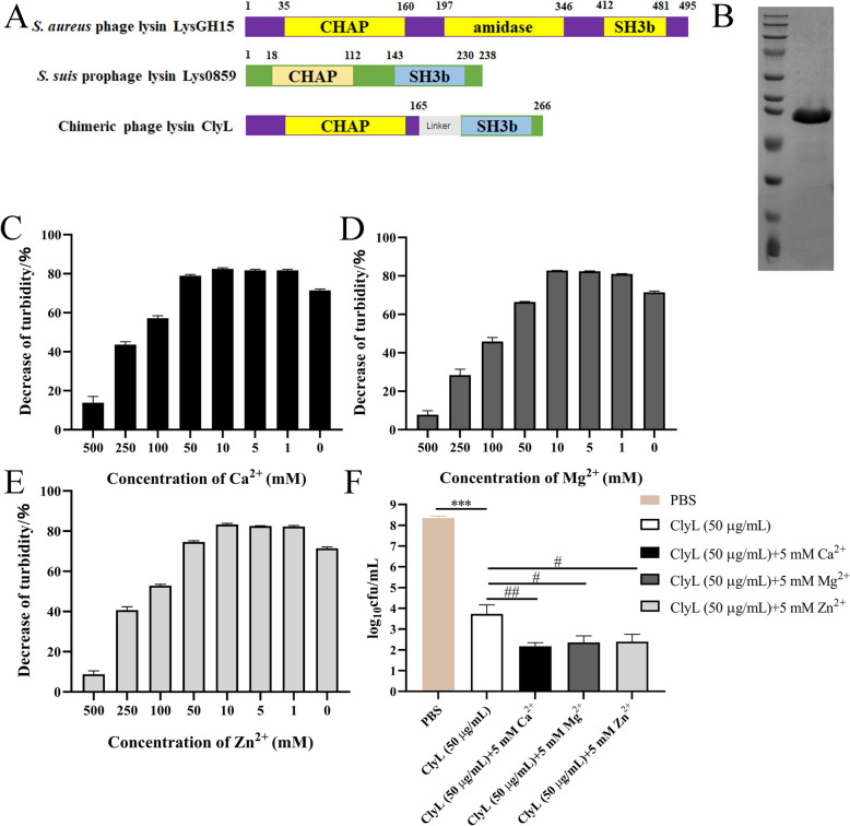 Schematic representation and SDS analysis of ClyL. A The novel chimeric lysin ClyL, which is composed of a cysteine- and histidine-dependent amidohydrolase/peptidase (CHAP) catalytic domain (1–165 aa) from the phage lysin LysGH15 and a cell wall-binding domain (CBD) (143–239 aa) from the prophage lysin Lys0859. B SDS‒PAGE of the recombinant chimeric lysin ClyL. M: marker; 1: purified ClyL (34.0 kDa). C–F Effects of metal ions on the antibacterial activity of Lys0859. Different concentrations of Ca2+ (C), Mg2+ (D), and Zn2+ (E) were added to ClyL (50 μg/mL), and then the mixtures were mixed with S. aureus ATCC 29213 at 37 °C for 30 min. E PBS and 5 mM Ca2+, Mg2+, and Zn2+ were added to Lys0859 (50 μg/mL), and the mixtures were mixed with S. aureus ATCC 29213 at 37 °C for 60 min. Significant differences between the PBS groups and the ClyL groups were determined by Student’s t test (*** P < 0.001). Significant differences between the ClyL groups and the ClyL + 5 mM Ca2+, ClyL + 5 mM Mg2+, and ClyL + 5 mM Zn2+ groups were determined by Student’s t test (# P < 0.05, ## P < 0.05). The data are expressed as the mean ± standard deviation (SD).