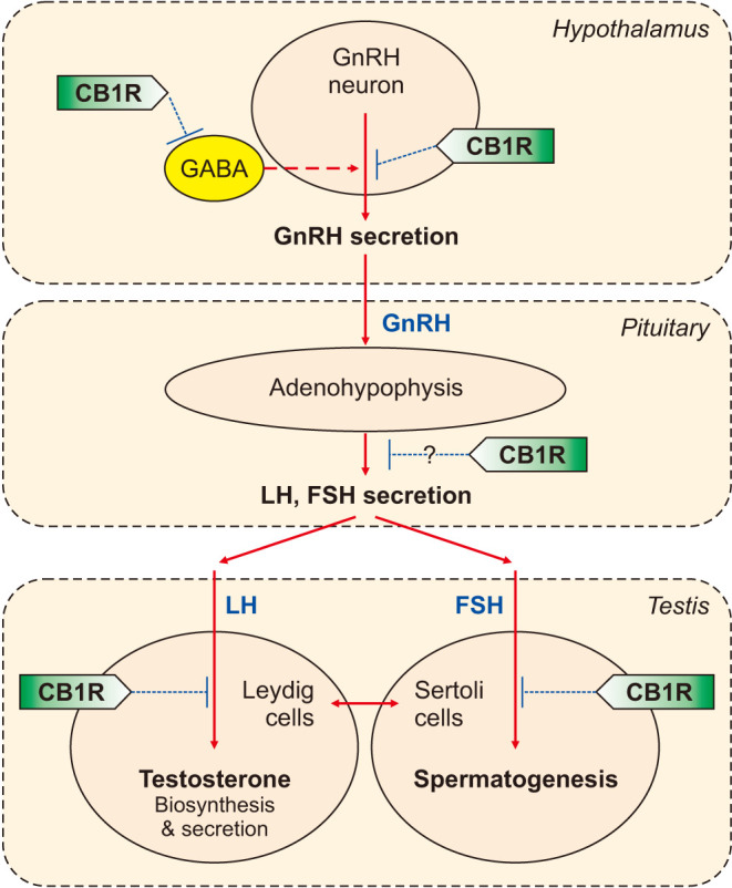 Endocannabinoid (ECB) signaling in the hypothalamus-pituitary-gonadal (HPG) axis. The HPG axis is a tightly regulated endocrine system, and the gonadotropin-releasing hormone (GnRH), released in a pulsatile manner from the hypothalamus, is the prime modulator of the system. GnRH stimulates the release of pituitary follicle-stimulating hormone (FSH) and luteinizing hormone (LH) from the anterior pituitary, which are actively involved in gametogenesis regulation while also driving the synthesis and release of gonadal steroid hormones. The ECB system, through the activation of the cannabinoid CB1 receptor signaling, is involved in the regulation of the HPG axis at multiple stages: (1) ECBs suppress the release of GnRH in the hypothalamus; (2) reduction of GnRH, in turn, suppresses the release of LH and FSH in the adenohypophysis where CB1 receptor may play a role; and (3) direct action of ECBs on the Leydig and Sertoli cells reduces testosterone release and modulates spermatogenesis.