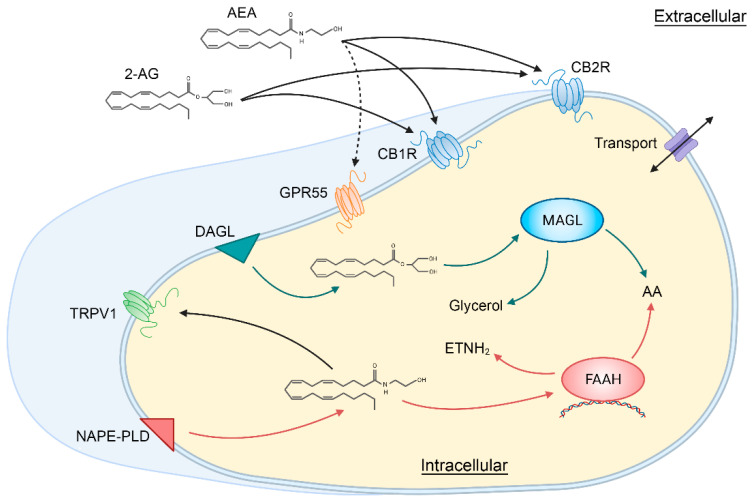 Schematic illustration showing the main components of the classical endocannabinoid system. 2-AG, 2-arachidonylglycerol; AA, arachidonic acid; AEA, anandamide or N-arachidonoylethanolamine; CB1R, cannabinoid receptor type 1; CB2R, cannabinoid receptor type 2; DAGL, Diacylglycerol lipase; ETNH2, ethanolamine; FAAH, fatty acid amide hydrolase; GPR55, G protein-coupled receptor 55; MAGL, monoacylglycerol lipase; NAPE-PLD, N-acyl phosphatidylethanolamine phospholipase D; TRPV1, transient receptor potential vanilloid type 1. Created with BioRender.com and based on [1].