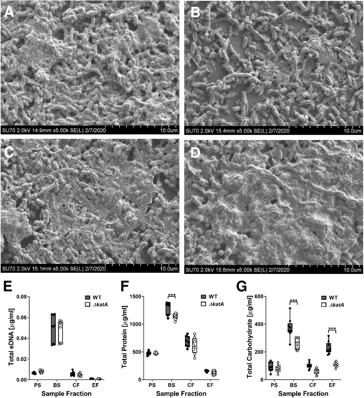 ΔkatA exhibits a defect in biofilm EPS production.(A-D) Representative SEM images of 20 h biofilms formed by (A) WT, (B) ΔkatA, (C) WT+ bovine catalase, and (D) ΔkatA+ bovine catalase. (E-G) WT (black circles) and ΔkatA (white circles) were incubated for 20 h with aeration or stationary to generate planktonic suspensions (PS) and biofilm (BS) suspensions. EPS was further extracted from the biofilm suspension to generate a cellular fraction (CF) and EPS fraction (EF) for measurement of eDNA (E), protein (F), and carbohydrate (G). Box and whisker plots display the combined data from 3 independent experiments with 3 technical replicates each. ***P<.001 by two-way ANOVA with Sidak’s test for multiple comparisons.