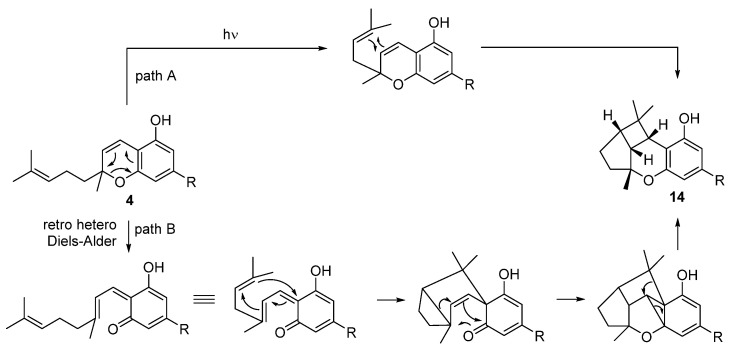 Cyclization of CBC (4) to CBL (14) under photochemical (path A) and acidic (path B) conditions. R = n-pentyl.
