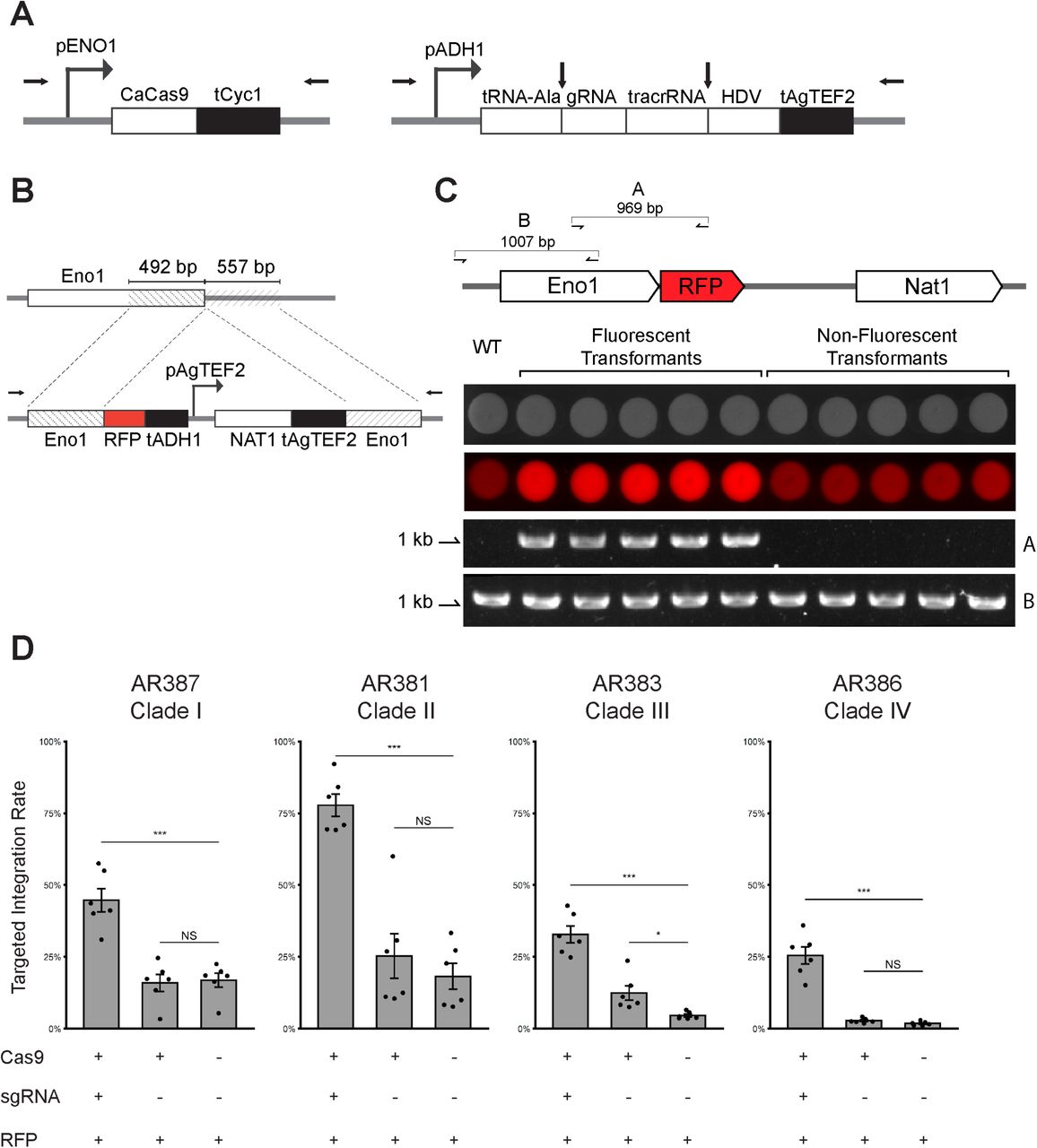 A CRISPR-Cas9 expression system promotes targeted transformation in four C. auris clades.(A) Structures of the Cas9 and sgRNA expression cassettes. CAS9 is driven by the C. auris ENO1 promoter and followed by the CYC1 terminator. The sgRNA cassette is driven by the C. auris ADH1 promoter and contains C. auris tRNA-Ala immediately upstream of the 20-bp gRNA sequence and hepatitis delta virus (HDV) ribozyme immediately downstream of the tracrRNA sequence. Predicted post-transcriptional cleavage sites are indicated by vertical arrows. Primer sites to generate linear transformation cassettes are indicated by horizontal arrows. (B) Design of the reporter cassette for measuring targeted integration. The cassette is flanked by approximately 500-bp homology to the C. auris ENO1 C-terminus minus the stop codon and the region immediately downstream of C. auris ENO1. RFP and the C. auris ADH1 terminator tag the ENO1 gene at the C-terminus via a glycine linker to generate ENO1-RFP in targeted transformants. An independently-driven nourseothricin resistance cassette (NAT1) allows identification of total transformants, regardless of integration site, by selection with nourseothricin. (C) Targeted integration events are identifiable by colony fluorescence. Transformation of AR387 was performed using the reporter cassette described in panel B. Representative fluorescent transformants and non-fluorescent transformants were spotted onto YPD. Primer set A, spanning the ENO1-RFP junction, shows amplification only from fluorescent transformants. Primer set B, spanning a neighboring wild-type locus, shows amplification from all transformants and the wild type. (D) Expression of Cas9 and sgRNA promotes targeted integration rate. Transformation was performed in representative isolates from all four major C. auris clades with the linear transformation cassettes described in panels A and B. Transformations were performed with and without Cas9 and sgRNA elements; when absent, the cassettes were replaced with an equivalent volume of buffer. Targeted integration rate is expressed as the ratio of fluorescent colonies recovered to total nourseothricin resistant colonies recovered. Each point represents an individual transformation. Shown are the mean and standard error of the mean from three individual experiments, each performed in duplicate. *, P < 0.05; **, P < 0.01; ***, P < 0.001; NS, P > 0.05; Welch’s two sample t-test.