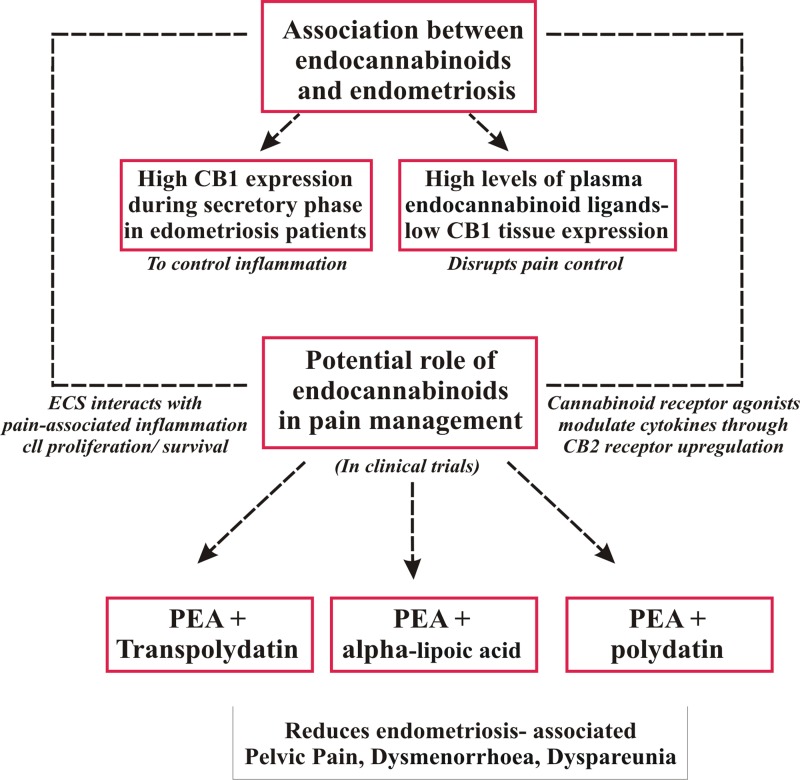 The different implications of ECS in endometriosis and pain. High levels of CB1 receptors and endocannabinoid ligands have been observed in endometriosis patients. Although this occurs as a mechanism to reduce inflammation, low CB1 levels in the tissue act as a negative feedback loop and disrupt the pain mechanism. However, several natural and synthetic agonists modulate ECS and reduce endometriosis-associated pain. ECS, endocannabinoid system; PEA, N-palmitoylethanolamine.