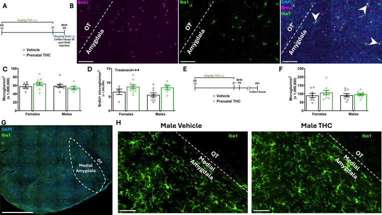 Prenatal exposure to THC alters microglial timeline temporarilyBars represent the mean ± SEM. Open circles represent individual data points for each animalA. Schematic showing treatment paradigm and timeline for C-D.B. Representative 20x image of Iba1, DAPI, and BrdU labeling from P0 developing amygdala. Separate images with BrdU and Iba1 channels individually for clearer viewing. White dashed line denotes boundary between amygdala and OT as landmark. White arrowheads indicate proliferating microglia (double positive for Iba1 and BrdU). Scale bars represent 100μm.C. Quantification of the density of microglia. Two-way ANOVA showed no interaction or main effects of sex or treatment. n=6–11 rats per sex per treatment.D. Quantification of the density of Brdu+ Microglia. Two-way ANOVA showed main effect of treatment with THC exposure increasing the density of BrdU+ microglia (F (1, 27) = 7.889; P=0.0091) n=6–11 rats per sex per treatment. **P < 0.01E. Schematic showing treatment paradigm and timeline for FF. Quantification of density of microglia in adulthood. Two-way ANOVA showed no interaction or main effects of sex or treatment. n=8–9 rats per sex per treatment.G. Representative 20x image of Iba1 and DAPI from P60+ amygdala. Dashed line denotes medial amygdala. Scale bar represents 1000μm.H. Representative 20x images of Iba1 from P60+ amygdala. Vehicle and THC treated animals to show microglial populations. White dashed line denotes boundary between amygdala and OT as landmark. Scale bars represent 50μm.