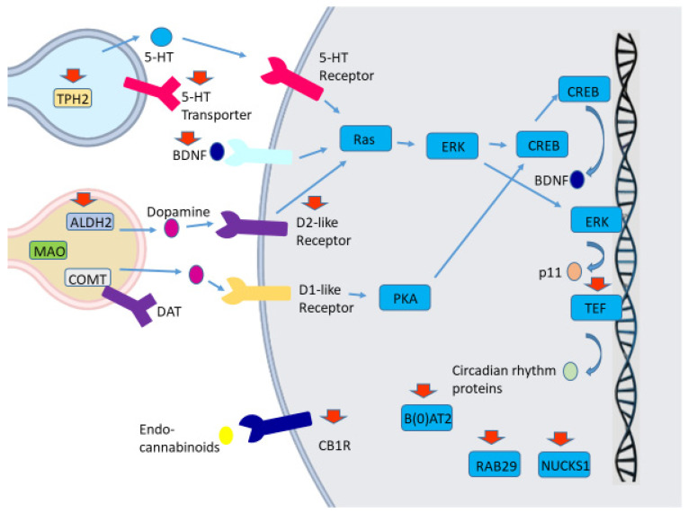 Molecular mechanisms potentially associated with the implication of genetic polymorphisms in Parkinson’s disease depression. Activation of serotoninergic, dopaminergic receptors results in several signaling pathways, which lead to the upregulation of a brain-derived neurotrophic factor (BDNF). Tryptophan hydrolase-2 gene (TPH2) is the main brain-specific rate-limiting enzyme involved in serotonin (5-HT) biosynthesis, while a serotonin transporter removes serotonin from the synaptic cleft, thereby majorly regulating synaptic serotonin levels and the degree of serotoninergic neurotransmission. Polymorphisms in TPH2 and serotonin transporter genes have been associated with depression risk in PD. Monoamine oxidase (MAO) and catechol-O-methyl transferase (COMT) are the main enzymes that metabolize dopamine. In case of an MAO-mediated metabolism, 3,4-dihydroxyphenylacetaldehyde (DOPAL) is initially generated, which can be subsequently metabolized by aldehyde dehydrogenase (ALDH) to 3,4-dihydroxyphenylacetic acid (DOPAC). The ALDH2 gene polymorphisms have been related to depression in PD. Dopamine receptors (DR) are divided into five subcategories (1–5), with DR1 and DR5 acting as D1-like receptors, and DR2, -3, and -4 acting as D2-like receptors. Dopamine receptor D3 (DRD3) gene polymorphisms may influence the risk of depression in PD patients. Endocannabinoids acting via cannabinoid receptors type 1 (CB1R) may also be implicated in PD depression pathophysiology, and polymorphisms in the gene encoding CB1R may affect PD depression risk. TEF is a circadian rhythm-related protein, and TEF gene polymorphisms have also been related to PD depression. BDNF upregulates the expression of p11, which is implicated in the transportation of serotonin receptors and other proteins to the cell membrane. BDNF plays a pivotal role in neuronal survival, growth, and differentiation. BDNF gene polymorphisms may also affect PD depression risk. The genes encoding the sodium-dependent neutral amino acid transporter B(0)AT2 and PARK16 locus (RAB29 and NUCKS1) have also been associated with PD depression, although the molecular mechanisms remain unclear. Red arrows show the proteins whose encoding genes have been related to PD depression.