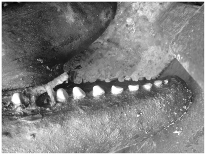 Tooth wear of the Southern Australian bottlenose dolphin in the Gippsland Lakes.It can be seen that the teeth are highly worn towards the front of the jaw.