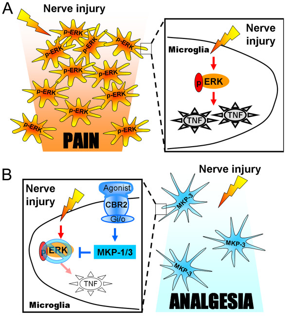 Proposed hypotheses. (A) Scheme of the proposed hypothesis on the mechanisms by which p-ERK induces a pro-inflammatory phenotype in microglia and contributes to neuropathic pain. Peripheral nerve injury increases microglial p-ERK in spinal cord dorsal horn, which in turn leads to the expression of TNF and an increase in microglial motility. These pro-inflammatory microglia migrate towards the spinal injured neuron area attracted by chemoattractants, such as ATP/ADP. The enhancement of pro-inflammatory microglia sensitizes spinal nociceptive neurons by increasing the concentration of pro-algesic factors, such as TNF. (B) Scheme of the proposed hypothesis on the mechanisms by which CBR2 activation-induced MKP-3 promotes an anti-inflammatory phenotype in microglia and alleviates neuropathic pain. Microglial CBR2 are increased in microglia following peripheral nerve injury. Microglial CBR2 activation induces an anti-inflammatory phenotype in microglia by increasing MKP-3 expression, which selectively inhibits p-ERK in spinal cord dorsal horn. Subsequently, ERK dephosphorylation results in a reduction of TNF expression and microglial motility. The reduction in the migration of pro-inflammatory microglia reduces the source of pro-algesic factors, such as TNF preventing neuronal sensitization and alleviating peripheral nerve injury-induced allodynia.