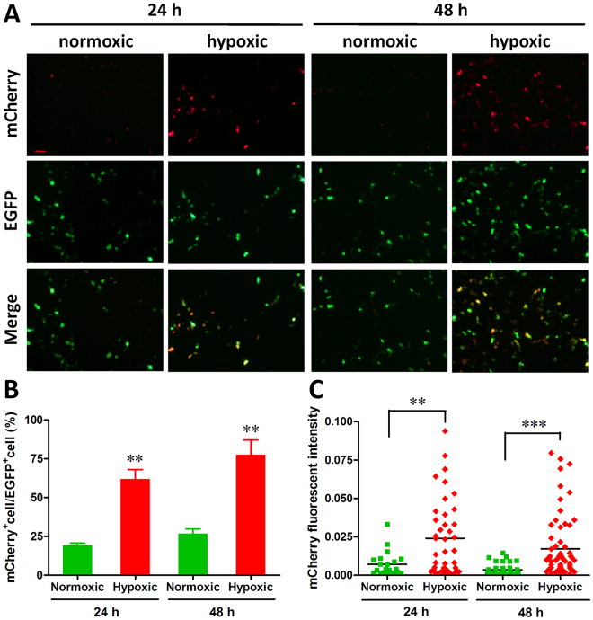 In vitro hypoxia-responsive ability of 5HRE-hCMVmp promoter. HEK293T cells transfected with pLOX5HRE-mCherry-E/P vector were incubated under normoxic or hypoxic conditions for 24–48 h, respectively. The expressions of mCherry and EGFP were examined by fluorescence microscopy. (A) A representative microscopic image for each condition is shown (scale bar = 50 μm). (B) Percentage ratio of mCherry positive cells to EGFP positive cells was examined as described in Methods section. **p < 0.01. (C) The quantification of mCherry fluorescence intensity was performed as described in Methods section. **p < 0.01, ***p < 0.001.