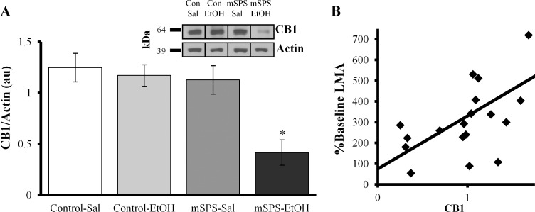 CB1 receptor protein was significantly decreased in mice exposed to mSPS followed by chronic EtOH in the anterior striatum compared to all other treatments.(A) *p<0.05; au, arbitrary units. Representative samples inserted in upper right corner (kDa, kilodaltons). (B) LMA movements at challenge compared to LMA during last 10 min of habituation (% Baseline) positively correlated with striatal CB1 receptor protein (p<0.05), suggesting that LMA decreased as CB1 receptors decreased.