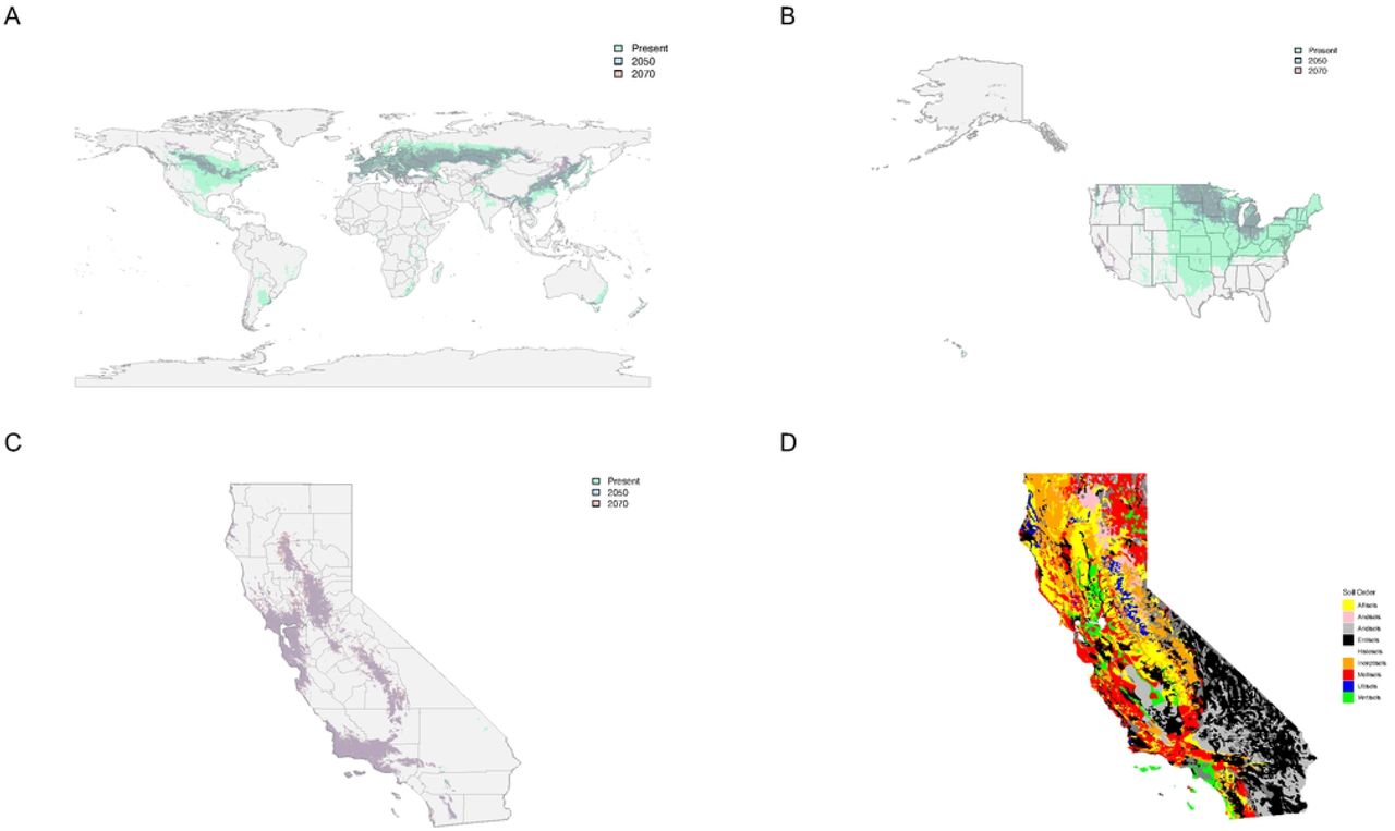 Suitability overlay with the present day (green) and future projections for Cannabis sativa species distribution for 2050 (blue) and 2070 (red) for SSP845 or the business-as-usual climate model (A) Worldwide suitability map (B) Suitability map for the United States and (q Suitability map for the state of California, where green represents present day suitability (above 0.2), Blue represents suitability (above 0.2) for 2050, red suitability (above 0.2) for 2070 and purple the overlap of suitability for 2050 and 2070 (D) Soil orders for the stateof California.