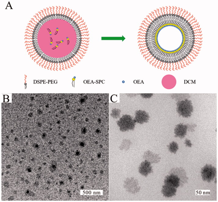 (A) Illustration of the preparation process of the OEA NPs. (B) The TEM images of the OEA NPs.