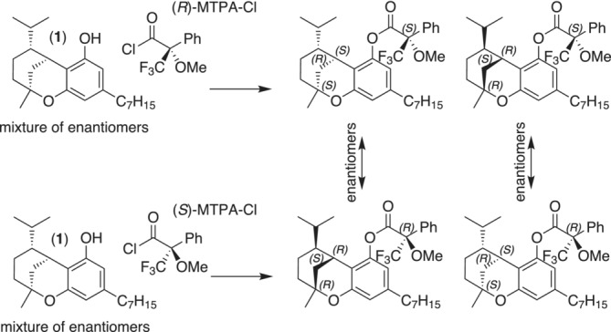 Formation of (S)‐MTPA‐ (top) and (R)‐MTPA esters (bottom) of compound 1 and its enantiomer. Two pairs of enantiomers are formed.