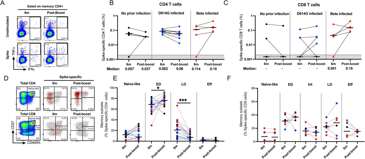 T cell response and phenotyping after an Ad26.COV2.S booster dose.T cell cytokine responses were measured at 6 months post-vaccination and compared to responses at one month after a homologous boost. PBMCs from patients with either no prior infection (black), infected with D614G (blue), or infected with Beta (red) were tested for frequency of spike-specific CD4+ (A and B) and CD8+ T cells (C) producing any of the studied cytokines (IFN-γ, IL-2 and TNF-α) in response to ancestral peptide pools. Bars represent medians with values indicated below the graphs. Data are plotted as background subtracted total cytokine responses. Due to high TNF-α background, single TNF-α producing cells were excluded from analysis. Representative plots are shown in A. Representative overlay flow plots of CD27 and CD45RA expression are shown in D. Red dots depict SARS-CoV-2-spike-specific expression at 6 months (middle) and post-boost (right). Grey dots represent total CD4 (upper panel) or CD8 T cells (lower panel). Using CD27 and CD45RA, four memory subsets can be delineated (left panel): naive (CD27+CD45RA+), early differentiated (ED; CD27+CD45RA-), late differentiated (LD; CD27-CD45RA-) and effector (Eff; CD27-CD45RA+) subsets. Summary graphs of the frequency (%) of each subset within SARS-CoV-2-spike-specific CD4 (E) or CD8 T cells (F). Wilcoxon matched-pairs signed rank test was used to determine statistical significance. Significance is shown as: ***<0.001, **p<0.01, *p<0.05.