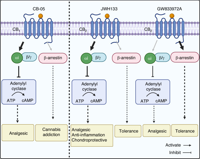 Cannabinoid receptors biased signaling mechanisms for OA treatment. The selective CB1 receptor agonist CB-05 primarily activates the Gαi protein signaling pathway rather than the β-arrestin signaling pathway, resulting in analgesic effects without inducing drug toxicity or cannabis addiction. The selective CB2 receptor agonist JWH133 predominantly activates the Gαi protein-mediated cAMP signaling pathway, demonstrating analgesic, anti-inflammatory, and chondroprotective effects. In contrast, GW833972A biases towards the β-arrestin activation pathway to achieve analgesic effects; however, its development is hindered by tolerance. (The figure was created in BioRender. M, X. (2025) https://BioRender.com/9q7zspz)