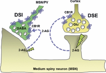 Activity-dependent generation of 2-arachidonoylglycerol (2-AG) for retrograde signalling. Depolarization-induced suppression of inhibition (DSI) is one of the best characterized forms of short-term synaptic plasticity where neuronal activity evokes post-synaptic depolarization via excitatory glutamatergic (Glu) action. This initiates signalling events in the post-synaptic membrane leading to 2-AG biosynthesis and release (dashed arrow). In the retrograde mode of signalling, 2-AG activates pre-synaptic CB1Rs, which are particularly enriched on the inhibitory GABAergic terminals. CB1R-Gi signalling results in transient suppression of GABA release. Similar endocannabinoid feedback mechanism operates also at the excitatory synapse where 2-AG-CB1R signalling evokes a cellular response, known as depolarization-induced suppression of excitation (DSE) (adapted and modified from Uchigashima et al. (2007)). Note the relative enrichment of CB1Rs on the GABAergic terminals as opposed to the glutamatergic terminals. The relative size of the two sparks illustrates the fact that the stimulation thresholds needed to evoke DSI are generally much lower than those needed to observe DSE (Kano et al. 2009, Yoshida et al. 2011).