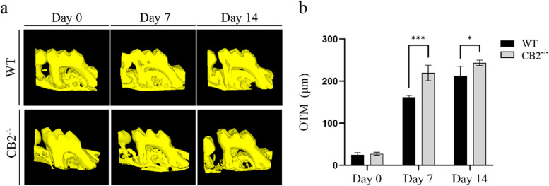 Analysis of tooth movement distance from micro-CT. a Reconstructed sections of the maxillary first molar and the mesial buccal root of the second molar. b Quantification of the OTM distance between M1 and M2 after force applying in CB2.−/− and WT mice. Values are means ± SD.*P < 0.05 and *** P < 0.001