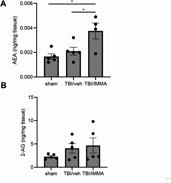 IMMA treatment significantly increased AEA, but not 2-AG in the TBI mice. At 1 day post-TBI, the levels of the AEA and 2-AG in cerebral cortex were quantified with LC-MS/MS. TBI/vehicle group showed slightly increased AEA compared to the sham. The AEA levels in the IMMA treatment group were significantly increased than that in the TBI/vehicle group. 2-AG levels in both TBI/vehicle and IMMA treated mice were increased compared to the sham animal, but there were no significant differences between the TBI/vehicle and TBI/IMMA treatment groups. *p < 0.05 (mean ± SEM. n = 5/group)