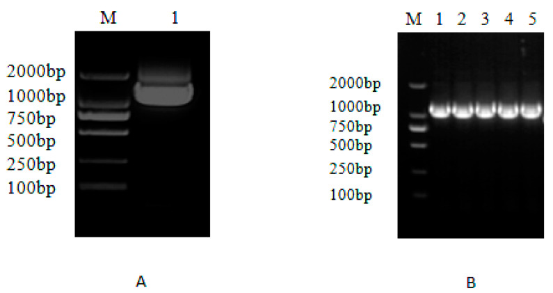 Construction and PCR detection of MaZIP4 in the recombinant vector pTRV2-MaZIP4 A: PCR amplification of MaZIP4. M: DL2000 bp marker, 1: MaZIP4 B: PCR amplification of MaZIP4 from the pTRV2-MaZIP4 vector, M: molecular weight markers, 1–5: PCR of MaZIP4.
