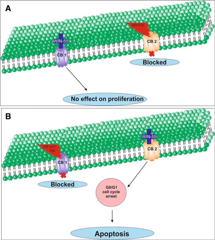 Schematic model of the apoptotic effect of WIN-55 on RCC cells. a WIN-55 binds to CB1 receptor in the presence of CB2 receptor antagonist (AM-630) have no effect on proliferation. b WIN-55 binds to the CB2 receptor in the presence of CB1 receptor antagonist (SR141716A) and induces G0/G1 arrest, which further leads to anti-proliferation and apoptotic cell death