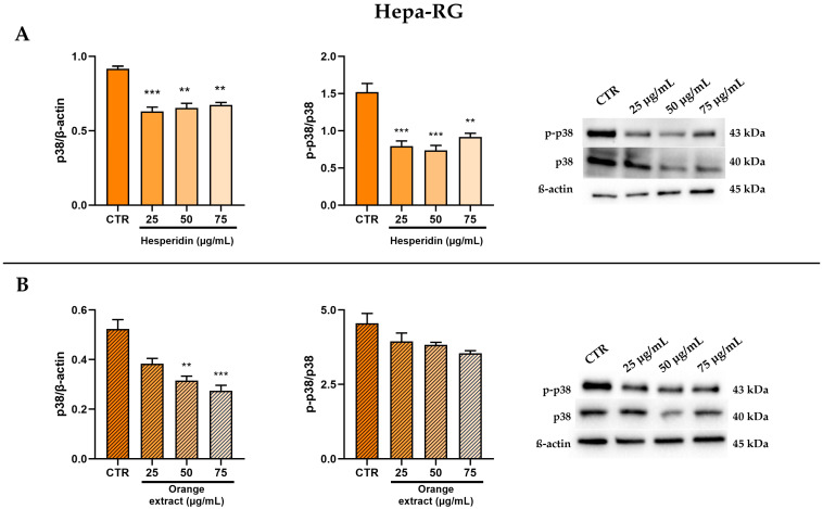 Effect of HE (A) and OE (B) on total and phosphorylated p38 MAPK protein expressions in Hepa-RG cells was measured by Western blot, and β-actin was used as a loading control. Representative Western blot bands are shown below. All data reported in each panel are expressed as the mean ± SEM from three independent experiments, where ** p ≤ 0.002, and *** p < 0.0002 by the Kruskal–Wallis test corrected for multiple comparisons by Dunn’s test.