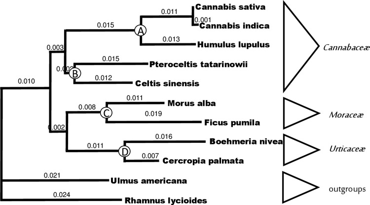 Phylogenetic tree used for calculating divergence dates.