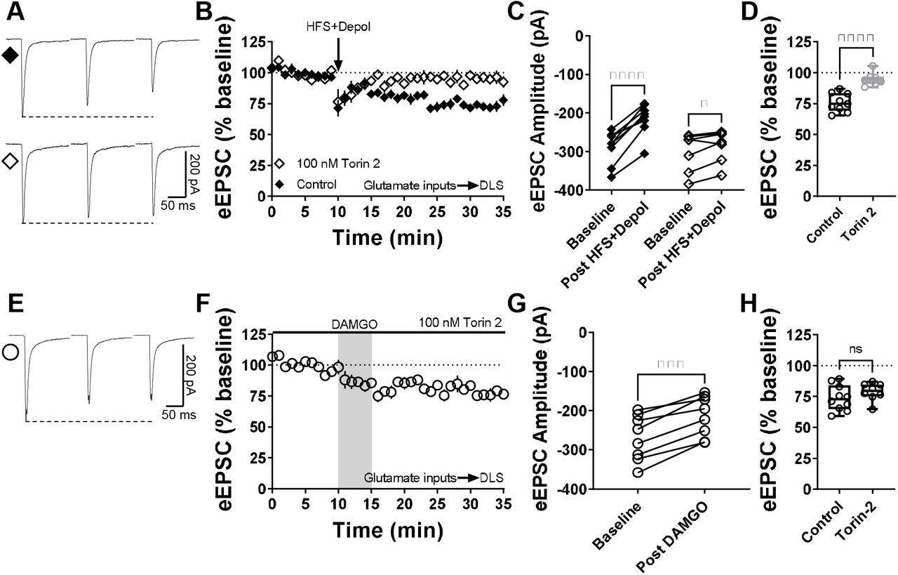 mTOR pathway is involved in cannabinoid-LTD but not in MOR-LTD in the DLS.(A) Representative eEPSC traces before and after high-frequency stimulation (HFS) coupled with depolarization (4 pulses of 100□Hz, 10□s inter-pulse interval), showing the effects of torin 2 (100 nM) bath application in brain slices of C57BL/6J mice. (B-C) mTOR inhibition blocked this stimulation-induced cannabinoid-LTD in DLS (0–10□min baseline v. final 10□min of recording; Control: paired t-test, P<0.0001, t8□=8.6, n□= 9 neurons from 4 mice; torin 2: paired t-test, P□=□0.0396, t6□=2.62, n□= 7 neurons from 3 mice). (D) Torin 2 disrupted stimulation-induced LTD in the DLS (control: 76 ± 3% vs torin 2: 95 ± 2, Unpaired t-test, P<0.0001, t14=5.64) (E) Representative eEPSC traces before and after DAMGO bath application (0.3□μM, 5□min), showing the effects of torin 2 (100 nM) bath application in brain slices of C57BL/J. (F-G) mTOR inhibition did not affect the expression of MOR-LTD in DLS (0– 10□min baseline v. final 10□min of recording; paired t-test, P□=□0.000140, t7□=7.48, n□= 8 neurons from 3 mice). (H) Torin 2 did not blocked MOR-LTD in the DLS (control: 74 ± 3% vs torin 2: 79 ± 3, Unpaired t-test, P=0.270, t16=1.19). Time course data represent mean ± SEM. Box plots show average of the final 10 minutes of recording and represent median and interquartile ranges. ns = not significant, *P<0.05, ***P□<□0.001, ****P□<□0.0001.