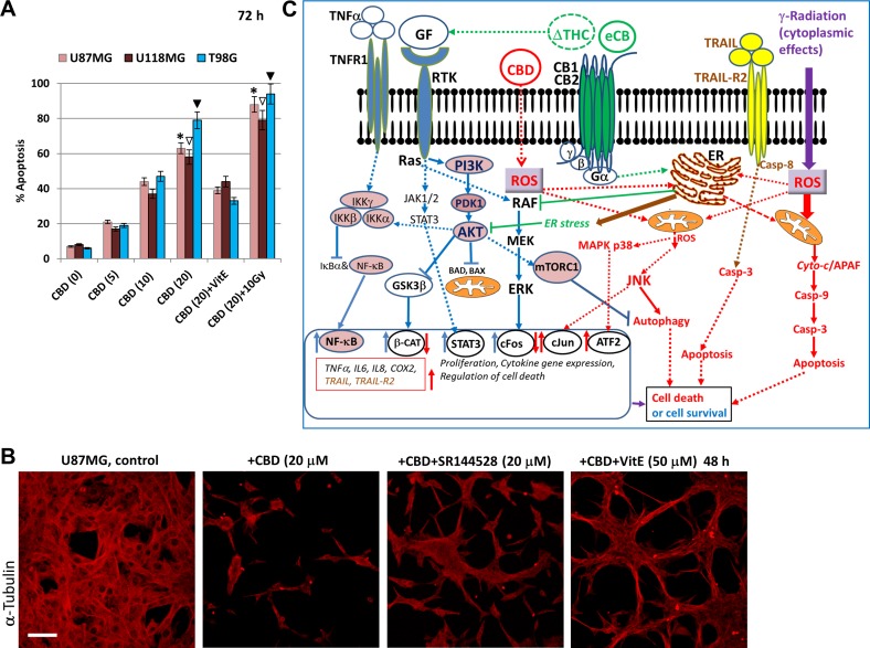 Effects of cannabinoids and γ-irradiation on cell signaling pathways and regulation of apoptosis in glioblastoma cells(A) Dose-dependent effects of CBD alone, in combination with VitE (50 µM), or in combination with γ-irradiation (10 Gy) on apoptosis of human glioblastoma cells, which was determined by PI staining DNA and the flow cytometry. The pooled results of four independent experiments are presented on the upper panel. Error bars represent means + S.D. (p < 0.05, Student’s t-test). Stars, open arrows and black arrows indicate significant differences between CBD-treated and (CBD+10Gy) treated U87MG, U118MG and T98G cells, respectively. (B) CBD-induced cell death was partially suppressed in the presence of SR144528 (20 µM), a CB2 receptor antagonist, or Vitamin E. U87MG cells were immunostained using anti-β-tubulin monoclonal Ab. Bar = 50 µm. (C) Regulation of signaling pathways and apoptosis in the presence of cannabinoids. ∆THC and endocannabinoids (eCB) induce signaling cascades through CB1 and CB2 receptors. ∆THC could also affect growth factor receptors (GFR) signaling. CB1/2 receptors coupling to Gi signaling assemble is associated with activation of RAF-MEK-ERK pathway in the normal neural and glial cells, as well as in glioma cells. Activation of the PI3K/Akt-mTORC1 pathway by GFR with tyrosine kinase activity (RTK) might be negatively affected by CB1 receptor-dependent activation of ERK. RTK signaling activates also JAK/STAT3 pathway. ∆THC-induced activation of CB1 and CB2 receptors upregulates ceramide synthesis in the endoplasmic reticulum (ER) and induces ER-stress, which suppresses/ downregulates RTK-induced AKT and ERK activation in glioma cells. It further suppresses mammalian target of rapamycin complex-1 (mTORC1) activity accompanied by suppression of the general translation but upregulation of autophagy. In contrast, cannabidiol (CBD) may directly penetrate into the cells without binding CB1/2 receptors. In the cells, CBD dramatically upregulates ROS production and ROS-dependent network, including activation of JNK. MAPK p38 could be activated by CBD in both ROS-dependent and ROS-independent mechanisms. These signaling pathways further regulate mitophagy, autophagy and the mitochondrial apoptotic pathway in glioblastoma cells, synergizing with γ-irradiation-induced cell death. CB1/2 receptors still could control CBD-induced signaling. TNFα /TNFR1 signaling might play a dual role via regulation of both survival functions (via NF-κB) and apoptotic or necroptotic functions. CBD treatment in combination with γ-radiation strongly affects TNF and TNF-R1 expression with the subsequent induction of proinflammatory cytokine (IL6 and IL8) expression and secretion. CBD could upregulate production of TRAIL and surface expression of TRAIL-R2 restoring external apoptotic signaling in glioblastoma cells.
