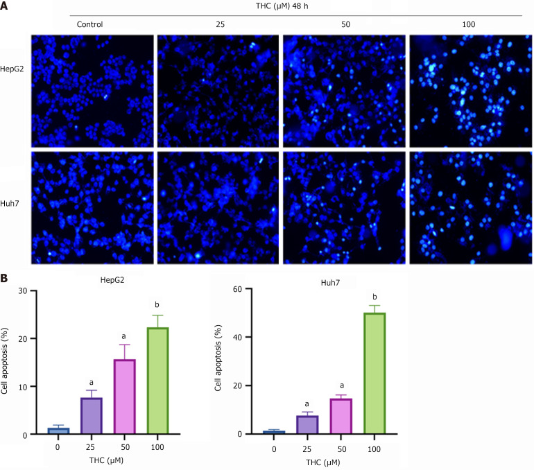 Tetrahydrocurcumin promoted the apoptosis of HepG2 and Huh7 cells. A: Hoechst 33342 staining was used to detect the apoptosis of HepG2 and Huh7 cells treated with tetrahydrocurcumin (25, 50, or 100 μmol/L) for 48 hours, after photographing under a fluorescence microscope (20 µm); B: Graphs of apoptosis rates of HepG2 and Huh7 cells determined using Hoechst 33342 staining. All data are presented as mean ± SD, n = 3. Compared to the control group, aP < 0.05; bP < 0.01; THC: Tetrahydrocurcumin.