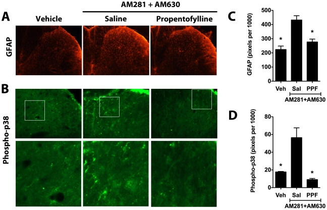 Propentofylline reverses over-expression of GFAP and phospho-p38 in rats treated with dual CB1/CB2 receptor blockade.Representative images show spinal GFAP (A) and phospho-p38 staining (B) in the ipsilateral L5 dorsal horn of animals treated from days 1-9 with AM281 + AM630 and subsequently treated on days 14 and 15 with the glial modulator propentofylline (PPF, 50 µg in 10 µl, i.t., n = 4) or saline (Sal, 10 µl, i.t., n = 3). Staining of GFAP (C) and phospho-p-38 (D) was quantified as the number of pixels above a set threshold per total pixels in the selected area. Controls (Veh, n = 3) were treated with the antagonist vehicle for nine days but did not receive either propentofylline or saline treatment. *p<0.05 vs. AM281 + AM630/saline group by one-way ANOVA followed by Dunnett's post test.