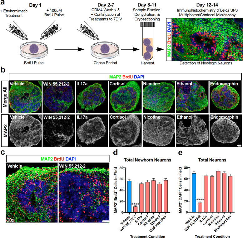 The endocannabinoid agonist WIN 55,212-2 selectively depletes human-derived dorsal forebrain organoids of neurons.a Schematic of neocortical neurogenesis pulse-chase assay. Neocortical neurogenesis was evaluated within human-derived dorsal forebrain organoids via the adaptation of a BrdU pulse-chase assay [70]. Briefly, at the time of treatment commencement, dorsal forebrain organoids were pulsed for 24 h with BrdU. Following this, BrdU was removed and washed out and cultures underwent continuation of their allotted treatment to their endpoints. Organoids were subsequently processed (fixed, dehydrated, cryosectioned, mounted) before being immunostained and imaged for newborn (BrdU + ; red) neurons (MAP2 + ; green) via laser-scanning confocal microscopy. b Representative whole organoid images of enviromimetic treated organoids. Representative whole organoid images for each treatment group are shown as insets. Note that in all groups there was widespread and robust expression of both BrdU (red) and MAP2 (green) across the entire organoid, except those treated with WIN 55,212-2. To emphasize this, MAP2-isolated channels are presented in gray scale below merged images. c–e Depletion of newborn and total neurons in WIN 55,212-2 treated organoids. To determine if our various treatments influenced neuron numbers, we quantified the number of newborn neurons MAP2+ green cells with BrdU+ red nuclei, see (d) and total neurons MAP2+ green cells with DAPI+ blue nuclei, see (e) within cortical fields. The only group to exhibit a significant difference in both newborn and total neuron numbers within the developing cortical plates of dorsal forebrain organoids was the cannabinoid agonist WIN 55,212-2. More specifically, we identified that WIN 55,212-2 treatment reduced newborn neurons by 81.23% and total neurons by 75%. When combined with our single-cell DNA content and DNA-damage cell death flow cytometry panels presented in Fig. 4, this data cumulatively confirms that WIN 55,212-2 is acutely neurotoxic and developmentally disruptive within human-derived dorsal forebrain organoids. For all panels, n = 3 iPSC donors x n = 7 treatment groups x n = 3–4 organoid replicates per donor/condition yielded a total n of = 18–22 cortical fields per condition. **** denotes p < 0.0001. Bar graphs represent mean ± SEM. Scale bar in b = 100 μm and c = 40 μm.