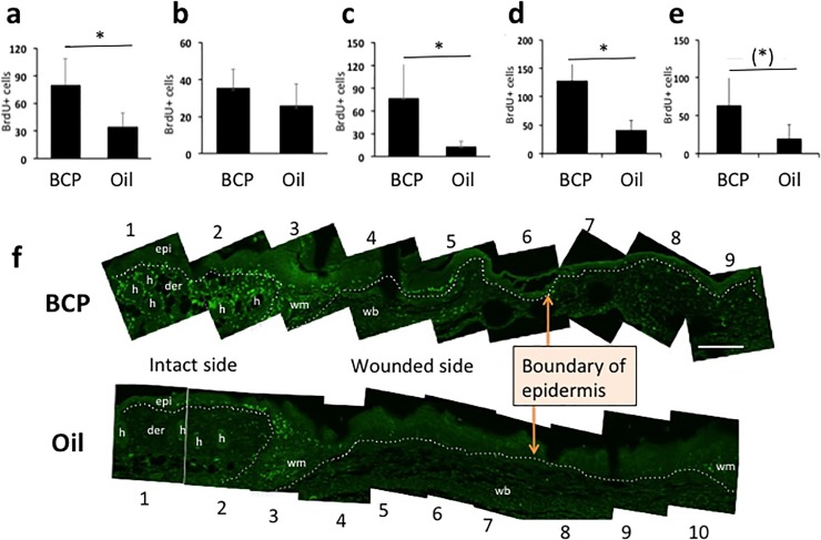 BrdU+ cells in the epidermis and dermis.(a) BrdU+ cells in the epidermis (epi in (f)) (Student T-test, T = 3.077, df = 8, P = 0.015, BCP, n = 5, Oil, n = 5), (b) BrdU+ cells in the wound margin (wm in (f)) (Student T-test, T = 1.343, df = 8, P = 0.216, BCP, n = 5, Oil, n = 5), (C) BrdU+ cells at the hair follicle (h in (f)) (Student T-test, T = 3.038, df = 8, P = 0.015, BCP, n = 5, Oil, n = 5). (d) BrdU+ cells at the dermis excluding wound margin (Student T-test, T = 4.645, df = 8, P = 0.002, BCP, n = 5, Oil, n = 5). (e) BrdU+ cells at the BrdU+ cells at the wound bed (Student T-test, T = 2.197, df = 8, P = 0.059, BCP, n = 5, Oil, n = 5). (f) Representative views of combined photos used in quantification for each group. h: hair follicle, epi: epidermis, der: dermis, wm: wound margin, wb: wound bed, scale bar: 200 μm. Numbers below and above the photos are operationally assigned numbers for explanation in the text on locations in the wound. Dotted lines show the boundaries between epidermis and dermis, dermis and wound margin zone, and wound margin zone and wound bed.