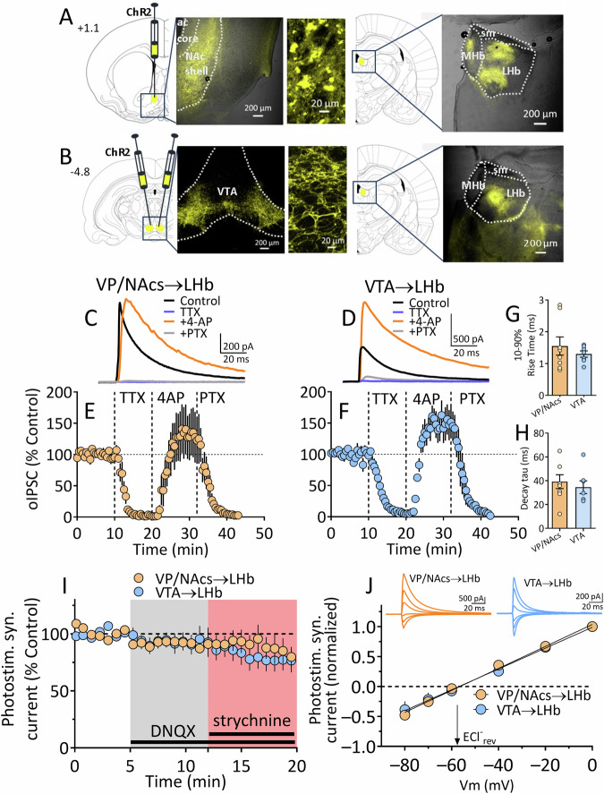Synaptic currents evoked by ChR2 stimulation in LHb after transfection of VP/NAcs or VTA in are primarily mediated by GABA and not glutamate or glycine.A Diagram showing sites of ChR2 construct injection into VP/NAcs and photomicrographs showing eYFP fluorescence at the injection site and in the habenula ~8 weeks after injection. B Diagram showing injection sites and eYFP after VTA injections of ChR2 construct. Number at left indicate sections relative to bregma. Mean photostimulation-evoked current sweeps obtained during control periods, and during sequential application of TTX, 4-AP, and PTX in LHb neurons from rats transfected with AAV-ChR2 in the VP/NAcs (C) or VTA (D). The representative mean time courses for these experiments are shown in (E, F). In (G), the 10–90% rise times are shown for both inputs to LHb, and (H) shows the time constant for the decay of the synaptic currents (tau) evoked by each LHb input. These kinetic measures were similar for both pathways (unpaired t test; rise time, t13 = 0.79, p = 0.45, decay time constant, t13 = 0.59, p = 0.73, respectively). I Mean time course for synaptic currents evoked via photostimulation at each pathway during application of the AMPAR antagonist DNQX (10 µM) and glycine receptor antagonist strychnine (5 µM) at a holding potential of 0 mV. J Mean current-voltage (I-V) relationships for photoactivated synaptic currents from VP/NAcs and VTA inputs to LHb neurons. The calculated reversal potential for Cl- is indicated by downward arrow. Above are signal averaged synaptic currents collected during activation of each pathway across a range of membrane holding potentials (Vm). The synaptic current I-V curves reversed near that predicted for Cl- ions (ECl-, see text). Number of cells/rats: (E), 5/3; (F), 6/4; (G–I), 10/16; (J), VTA, 2/3; VP/NAcs, 4/7.