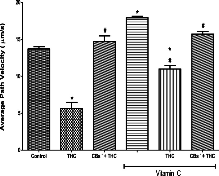 Vitamin C attenuated the tetrahydrocannabinol-induced reduction in the average path velocity of rat spermatozoa. THC, tetrahydrocannabinol; CBs−, cannabinoid receptors’ blockers; *p < 0.05 vs. Control; #p < 0.05 vs. THC