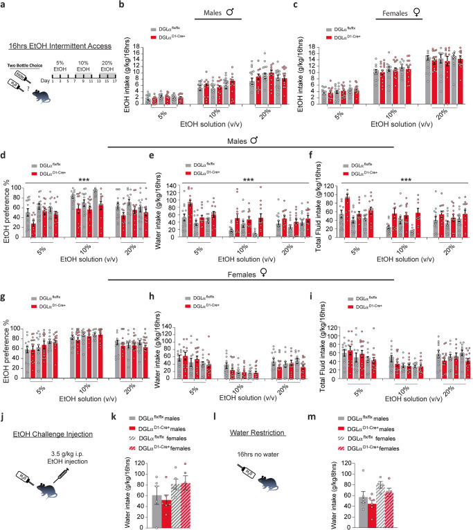 2-AG dMSN signaling deletion results in decreased ethanol preference and increased water consumption in males.Individual data points are overlaid as circles, with DGLα flx/flx in gray and DGLα D1 Cre+ in red. a Schematic of 16 h intermittent ethanol 2-bottle choice drinking paradigm. Ethanol intake in males (b) and females (c) across 16 h of intermittent drinking. Preference for ethanol, consumption of water, and total fluids in males (d–f) and females (g–i) in DGLα flx/flx and DGLα D1 Cre+ mice. Littermate controls, DGLα flx/flx, represented as gray bars and DGLα D1 Cre+ mice represented as red bars. Individual data points for females shown as pink circles and males as blue circles for each genotype. j Schematic of experimental procedure. k Water consumption following a challenge injection of ethanol. l Schematic of water restriction experimental procedure. m Water consumption following 16 h of water restriction. Data presented as mean ± SEM. ***p < 0.001.