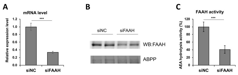Characterization of FAAH siRNA knockdown cells. BV2 cells were transfected with siRNA for FAAH or negative control followed by 24 h incubation. FAAH mRNA expression was determined by qRT-PCR relative to GAPDH (A), and FAAH protein expression was assessed by western blotting and ABPP with FP-TAMRA probe (B). AEA hydrolysis activity in the membrane was measured as shown in Figure 1A (C). Data are presented as means ± S.D. (n = 3). *** denotes p < 0.001.