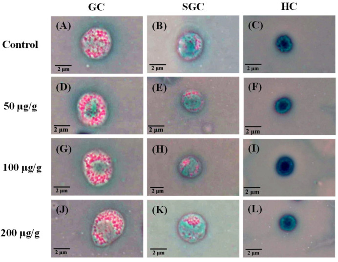 Phase-contrast micrograph of white shrimp that received the PNWE at 50, 100, and 200 µg (g shrimp)−1 and control shrimp. (A–C) control at 240 h; (D–F) injection 50 µg (g shrimp)−1 PNWE at 240 h; (G–I) injection 100 µg (g shrimp)−1 PNWE at 240 h; (J–L) injection 200 µg (g shrimp)−1 PNWE at 240 h. (1000×). PNWE: Panax notoginseng water extract. GC: granular haemocyte. SGC: semi granular haemocyte. HC: hialin haemocyte.
