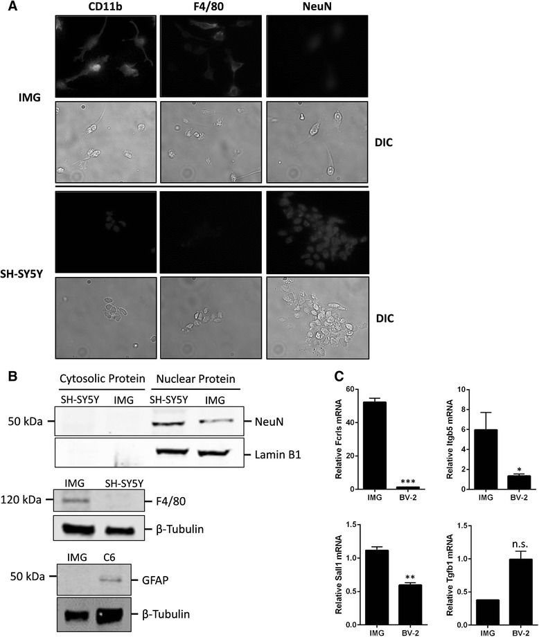 IMG cells express markers specific to microglia. a Immunofluorescence microscopy was used to assess the expression of the microglia markers CD11b and F4/80 by IMG and SH-SY5Y cells. Indirect immunofluorescence was used to assess the expression of the neuronal marker NeuN by IMG and SH-SY5Y cells. Images are at ×40 magnification. DIC images paired with each fluorescent image are shown. b Immunoblot of IMG and either SH-SY5Y or C6 glioma cell extracts. Whole-cell extracts are used unless otherwise indicated. Blots were probed for NeuN, GFAP, or F4/80. Loading controls were β-tubulin (whole cell) and Lamin B1 (nuclear extracts). c Quantitative PCR was used to assess transcript levels of the microglia-specific markers Fcrls, Itgb5, and Sall1 in IMG and BV-2 cells. A paired t test was used to determine the significance of the data. *P < 0.05; **P < 0.005; ***P < 0.001; n.s. is not significant. Data are represented as means ± s.d. (n = 3, technical replicates). Each experiment was repeated on at least two separate occasions